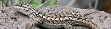 Fence Lizard